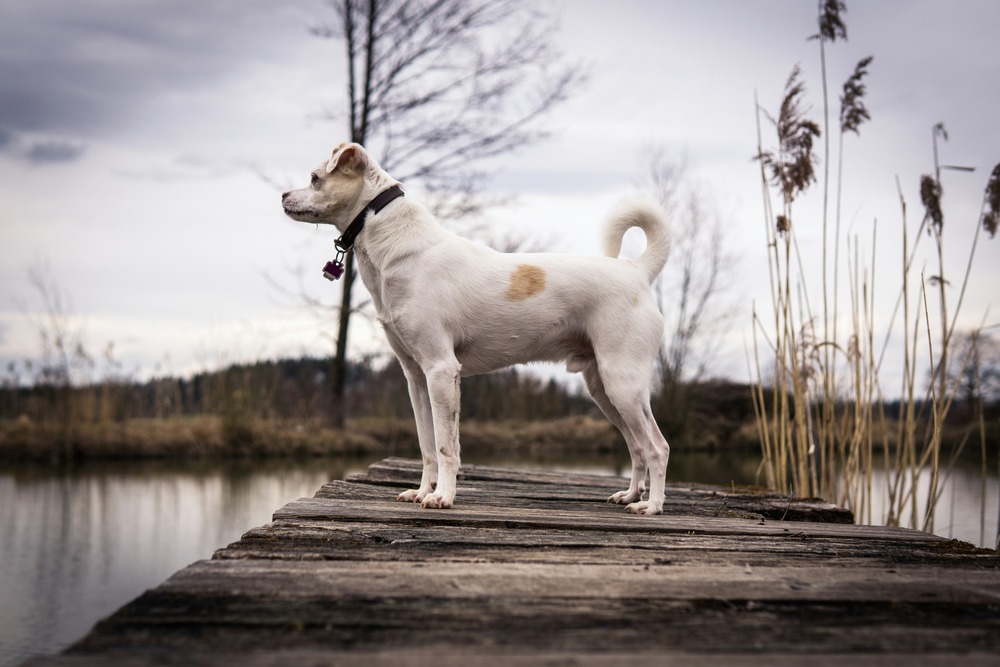 What you need to know about your dog’s anal glands