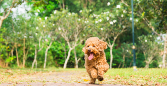 <b>Benefits of raw feeding:</b> We believe that a raw, natural diet is best for our pets...