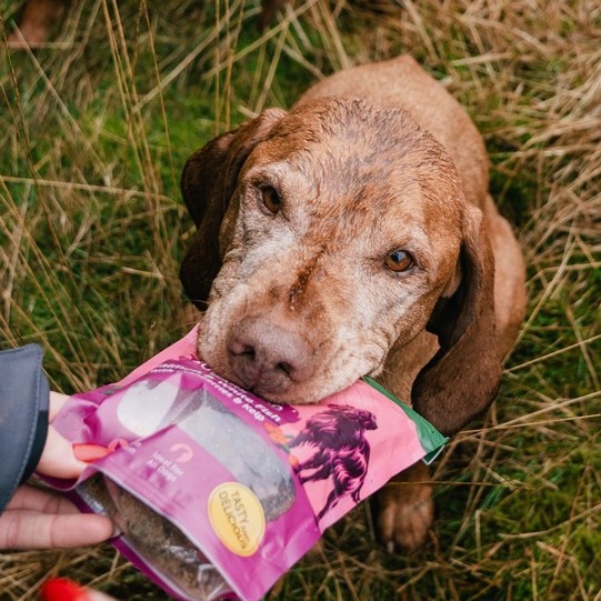 <strong>9 WAYS TO KEEP YOUR OLDER DOG HEALTHY FOR LONGER</strong><br><br>From exercise to different dietary needs, here&rsquo;s how to care for your dog as they age...