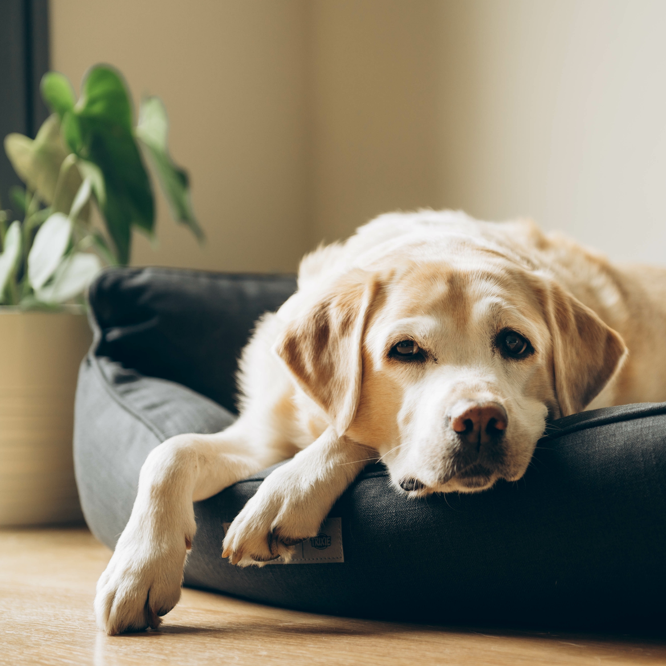 How to stop separation anxity in dogs