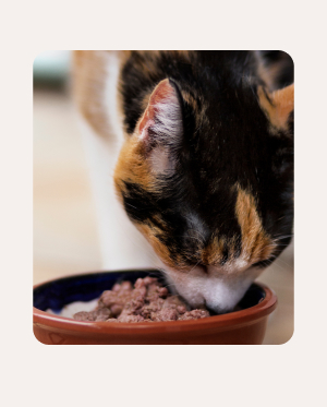 Especially for kittens